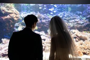 ロケーションフォトウェディング　水族館　洋装　ウェディングドレス　べール　バックショット　