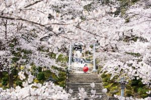 ロケーションフォトウェディング　桜　和装　番傘