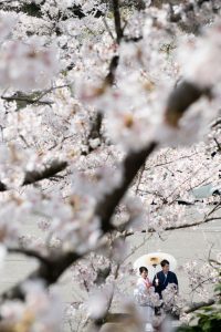 ロケーションフォトウェディング　和装　紋服　白無垢　桜　番傘