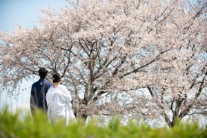 ロケーションフォトウェディング　桜　和装　紋服　白無垢　バックショット